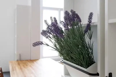 Σαλόνι