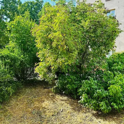 Ostalo