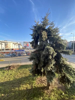 Diğer
