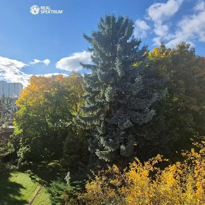 Остало