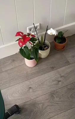 Хол