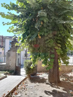 Salón