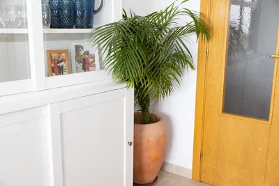 Cuisine; électroménager, parquet, lumière naturelle, style moderne