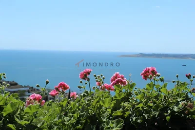 Остало; поглед