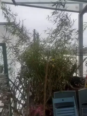 غرفة معيشة