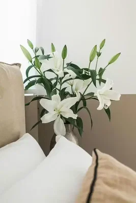 غرفة معيشة