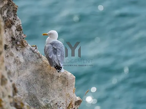 غرفة معيشة