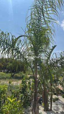 Άλλο