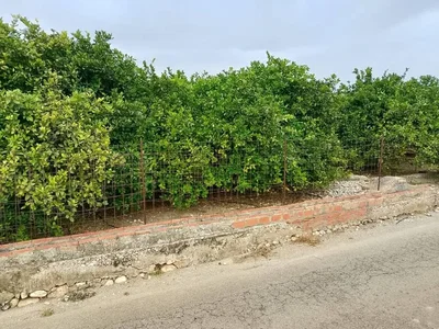 Ostalo