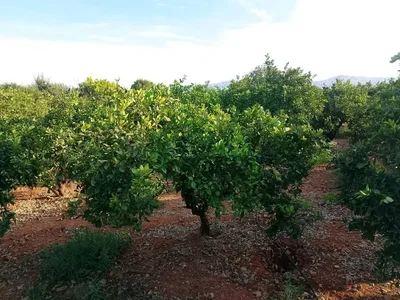 Ostalo