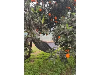 Остало
