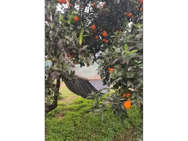 Остало