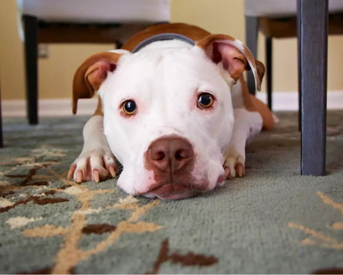 E per quanto riguarda gli animali domestici e l'affitto? A cosa hai diritto?